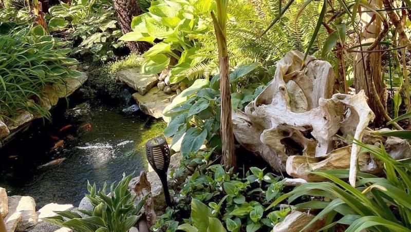 Cuplul a transformat grădina din curte într-o oază cu plante tropicale