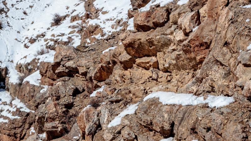 un leopard sta pe stanci acoperite cu zapada