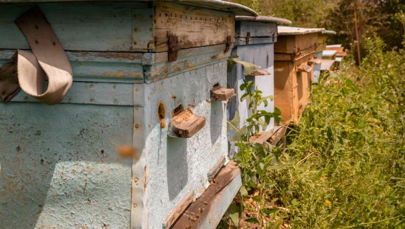 Un cuplu a cumpărat o casă veche și apoi a descoperit că în ziduri erau 450.000 de albine