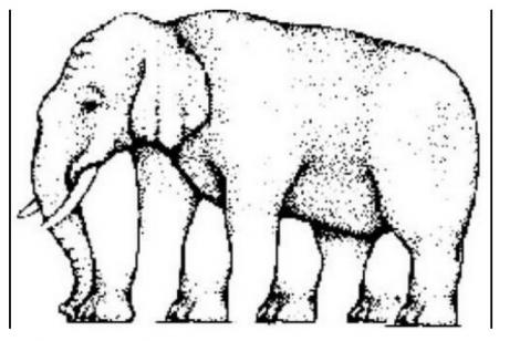 Poți vedea câte picioare are acest elefant? Ce se ascunde, de fapt, în spatele iluziei optice