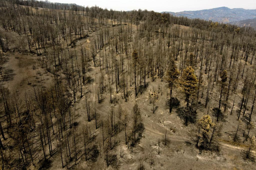 Focurile care au mistuit zeci de mii de hectare de teren s-au oprit