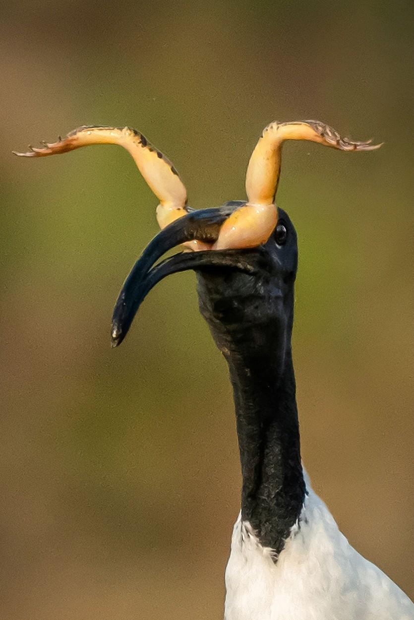 Ibis cu cap negru, devorând o broască