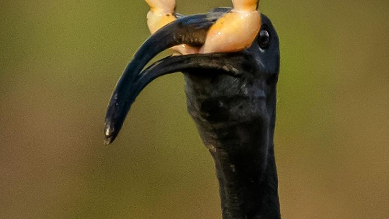 Un Ibis cu cap negru a fost pozat în timp ce părea că picioarele broaștei pe care o devora erau două coarne
