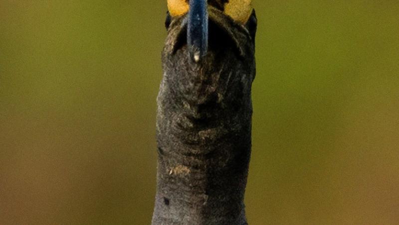 Un Ibis cu cap negru a fost pozat în timp ce devora o broască