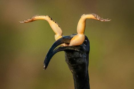 Iluzia optică creată în momentul în care o pasăre Ibis înghite o broască. Imaginile inedite surprinse de un fotograf