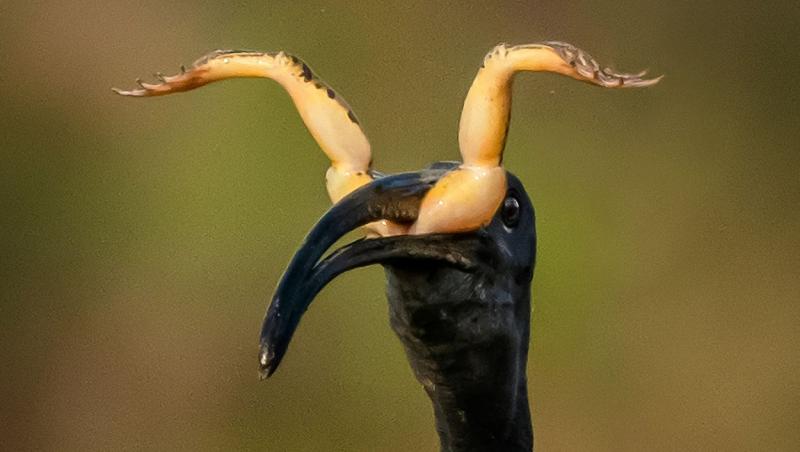 O pasăre Ibis a fost fotografiată în timp ce înghițea o broască