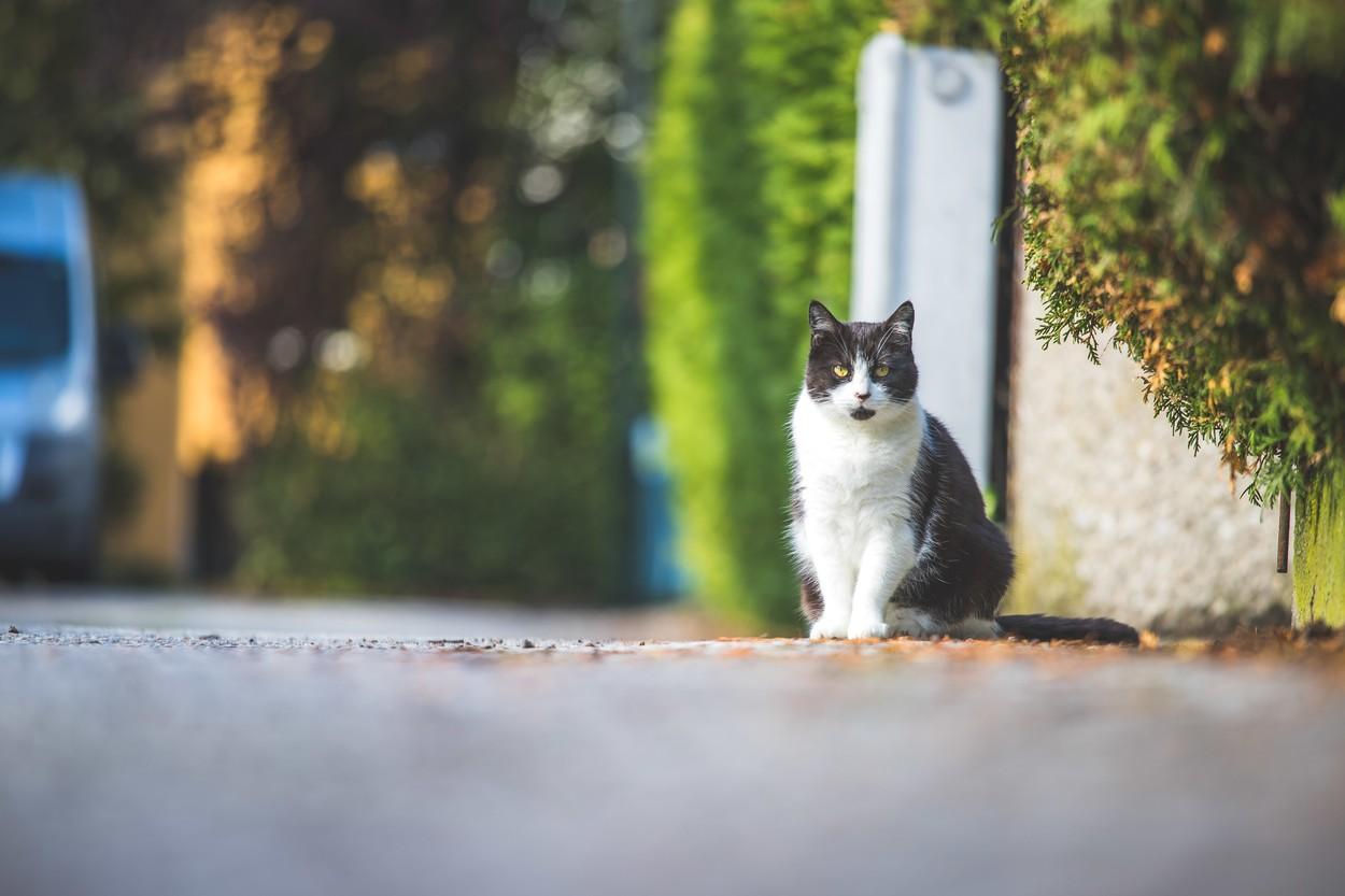 imagine cu o pisica stand pe o strada