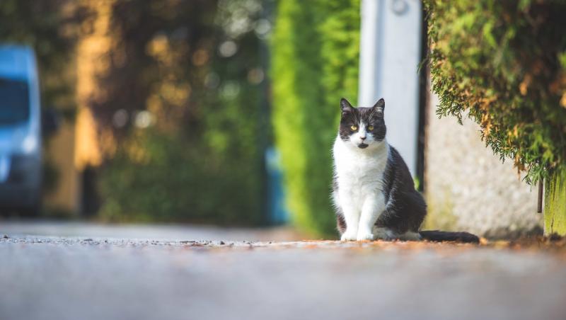 imagine cu o pisica stand pe o strada