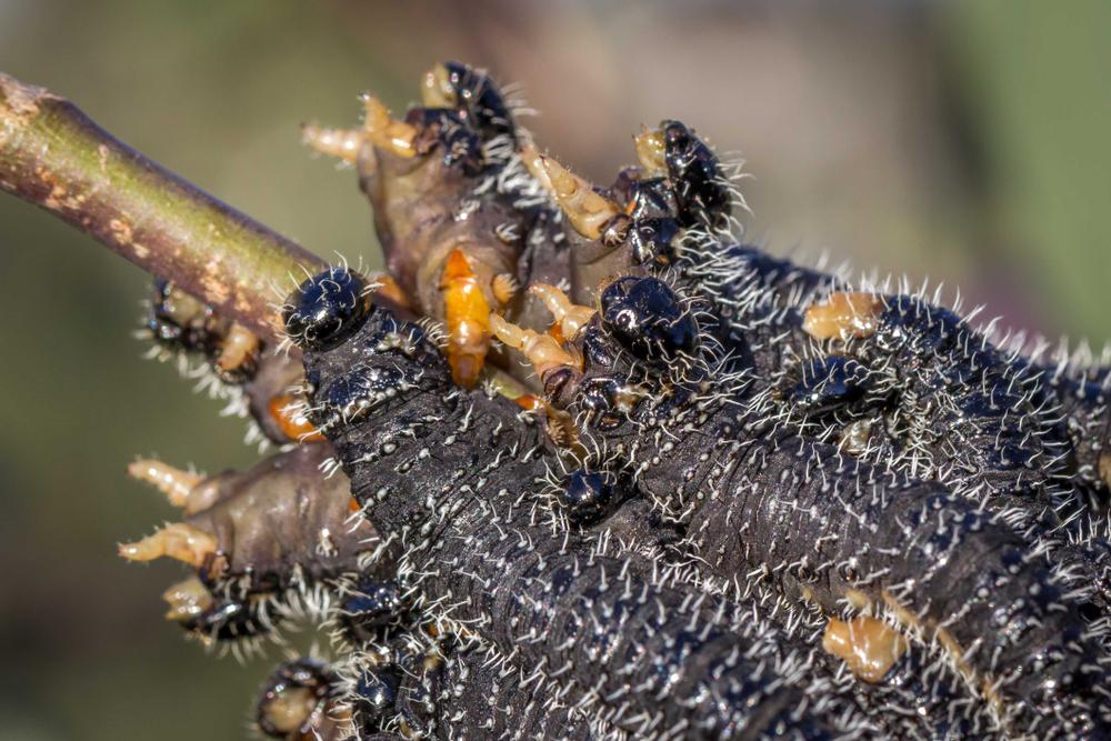 larvele unei insecte din australia