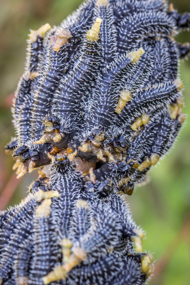 imagine cu larvele unei insecte din australia