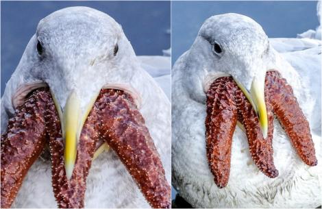Ce este pasărea marină cu "trei guri", care a speriat un paznic aflat în vacanță cu soția. A scos imediat camera să fotografieze