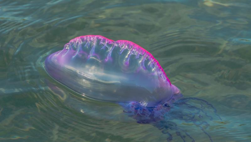 O creatură bizară, care seamănă cu o pungă de plastic, umflată și albastră, a băgat spaima în localnicii din Cork