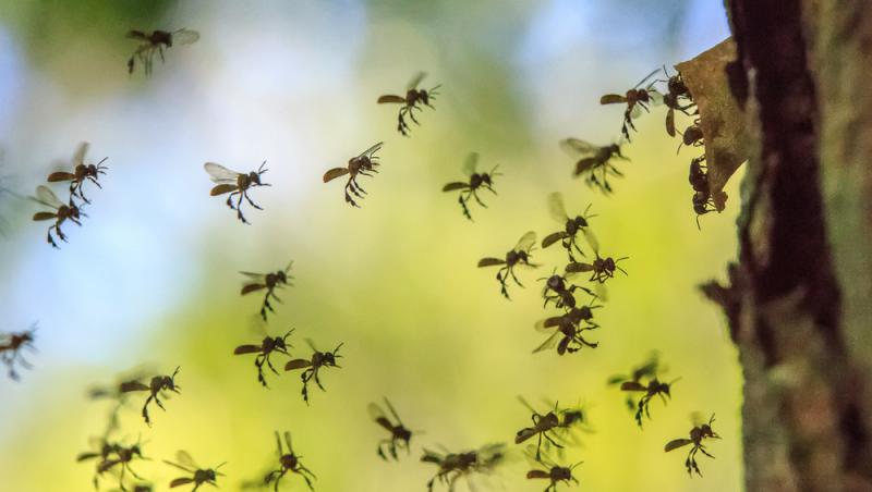 Annika Arnout, o fetiță de doar patru ani pasionată de insecte, a făcut o descoperire rară. Peste ce a dat și ce spun specialiștii