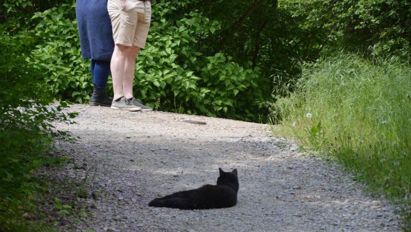 imagine cu doi oameni stand pe un drum unde sta intinsa o pisica neagra