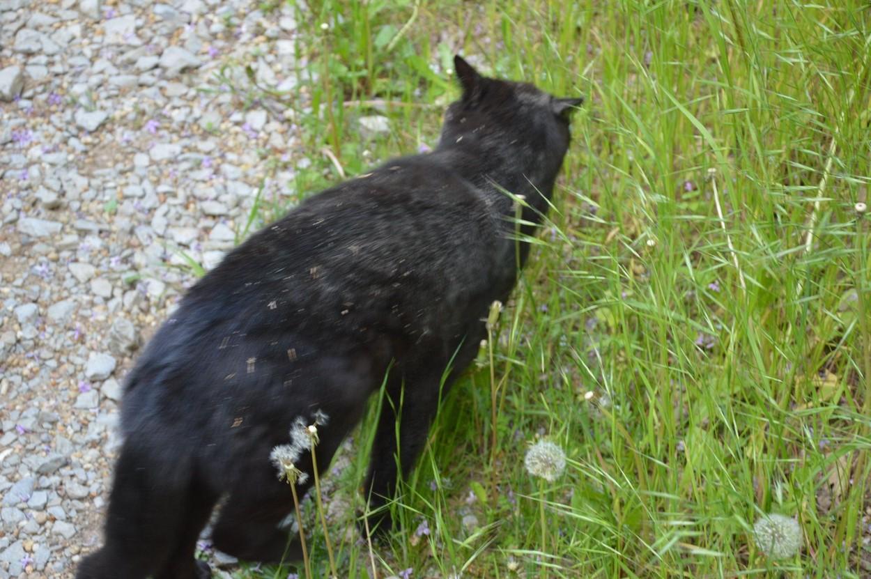 imagine cu o pisica in iarba