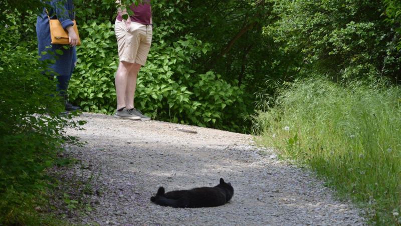 imagine cu doi oameni stand pe un drum unde sta intinsa o pisica neagra