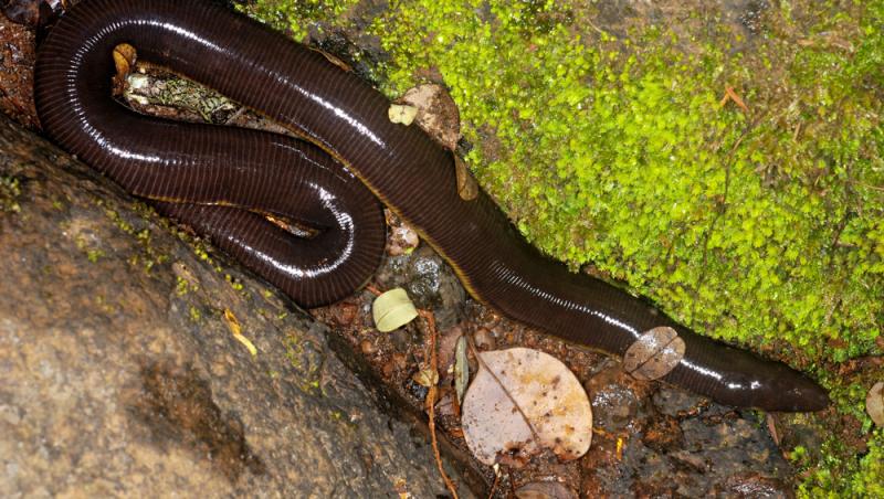 Creatura găsită în Florida, asemănătoare cu un șarpe, care măsura aproape 1 metru. Și cercetătorii au fost uimiți să o descopere