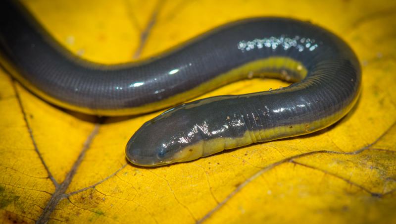 Creatura găsită în Florida, asemănătoare cu un șarpe, care măsura aproape 1 metru. Și cercetătorii au fost uimiți să o descopere