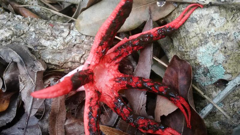 Un tânăr aflat într-o drumeție pe Muntele Nebo, aproape de Brisbane, Australia, a descoperit o creatură viu colorată și a apelat la ajutorul internauților pentru a o identifica