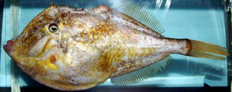 Tom Bosworth, un pescar din Florida a descoperit o nouă specie marină. Cum arată "peștele  lipie"