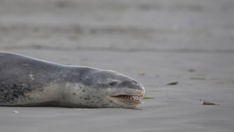 O focă a eșuat pe o plajă din Noua Zeelandă și a atras sute de oameni care au venit să o fotografieze