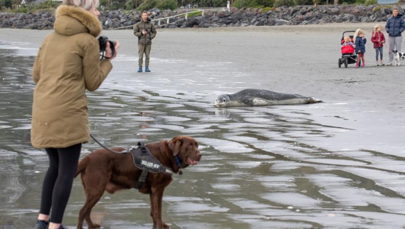 O focă din specia Hydrurga leptonyx a eșuat pe o plajă din Noua Zeelandă, iar acest lucru a atras o mulțime de oameni curioși care au venit să o fotografieze.