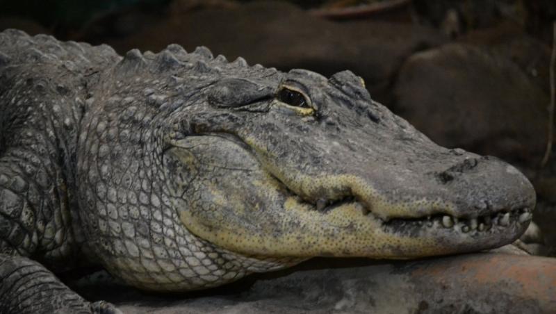Un american a dezvăluit ce a descoperit în interiorul unui aligator