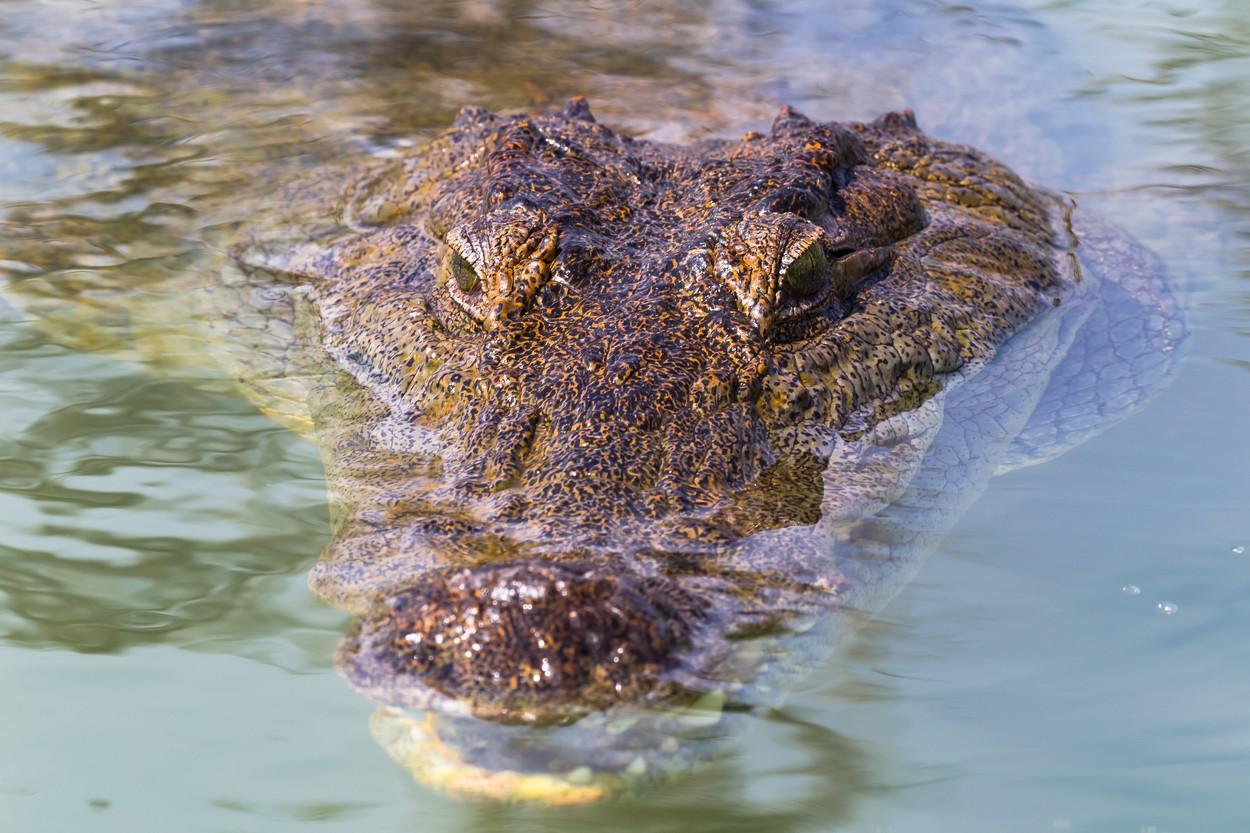 capul unui aligator