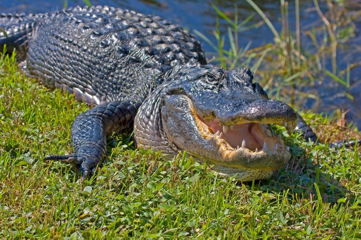 imagine cu capul unui aligator