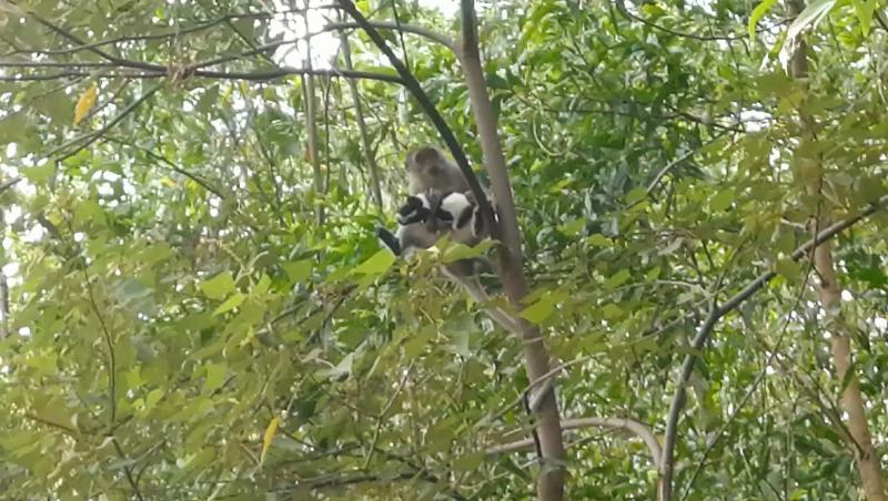 Un cățeluș a fost „răpit” de o maimuță și ținut ostatic 3 zile pe un stâlp. Ce s-a întâmplat după