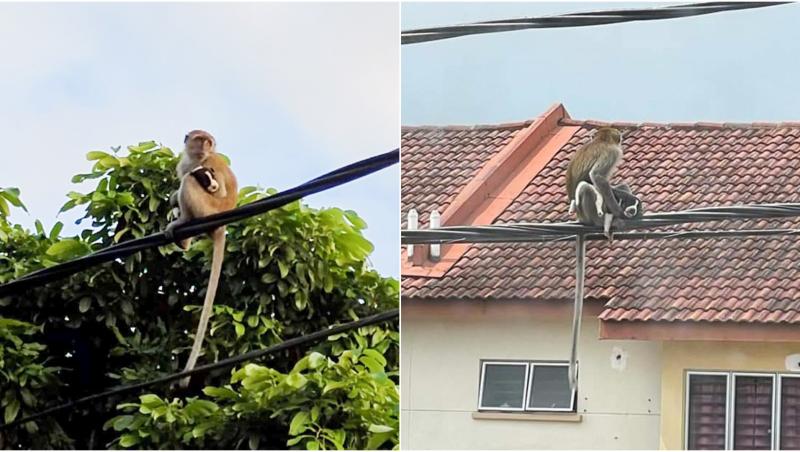 colaj cu o maimuță care ține un cățeluș pe cablurile de înaltă tensiune