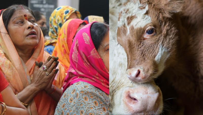 colaj de fotografii cu femei indiene care se roagă si două vaci