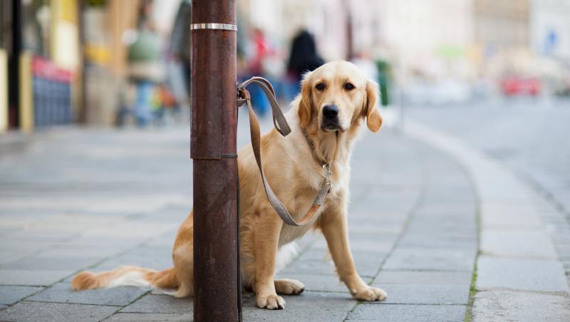 A găsit pe stradă un câine cu un bilet suspect lângă el. Ce scria acolo a făcut-o pe o tânără să ceară ajutor