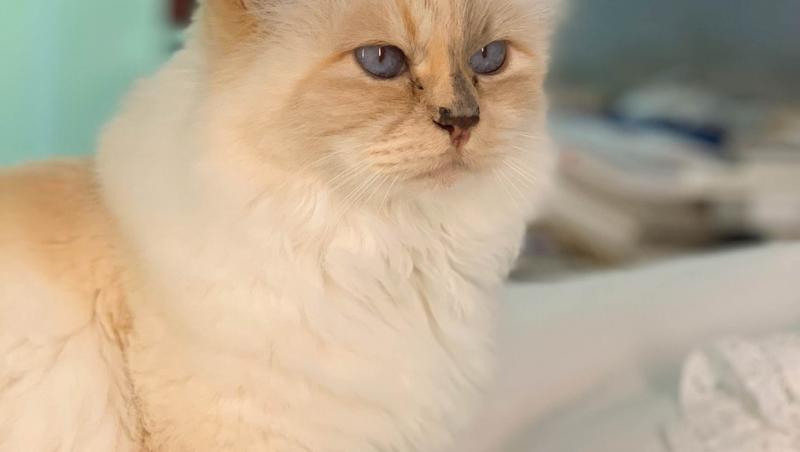 Choupette, pisica bogată a lui Karl Lagerfeld, are toate șansele să devină cea mai bogată felină. Cine deține recordul, momentan