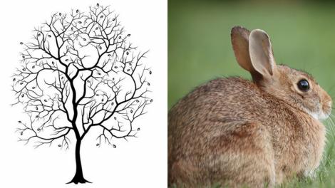 Iluzia optică ce ascunde un test IQ. Câți iepuri vezi în imagine?