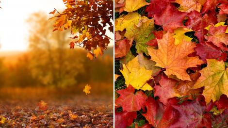 De ce își schimbă frunzele culoarea înainte să cadă din copaci. Se întâmplă în fiecare toamnă și nu știai de această explicație