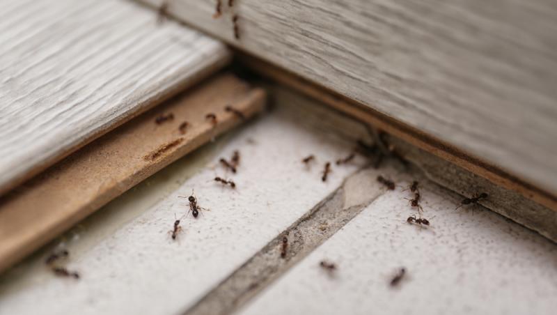 Un fotograf a dezvăluit cum arată fața unei furnici, de fapt