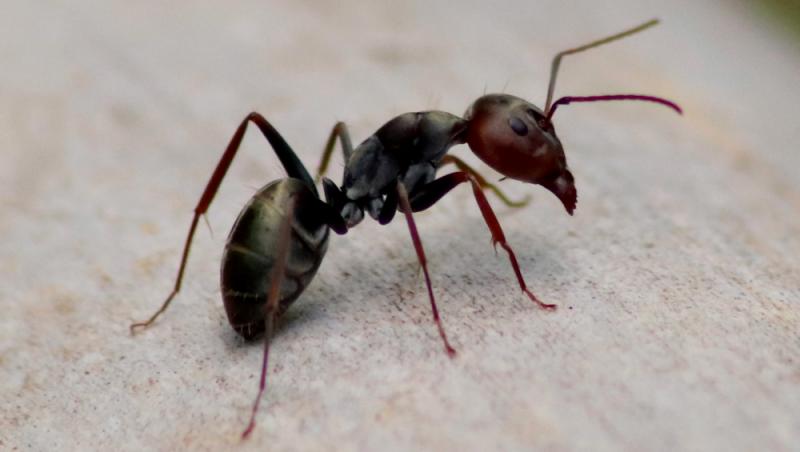 Cum arată, de fapt, fața unei furnici. Mulți au spus că vor avea coșmaruri după ce au descoperit asta