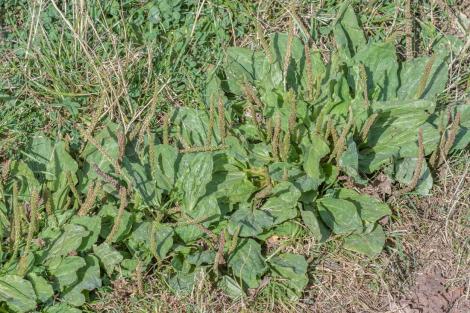 De ce este bine să consumi ceai de pătlagină. Planta pe care o găsești în grădină și despre care nu știai câte beneficii are