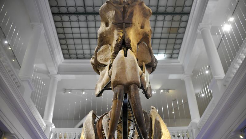 O fotografie cu un schelet de dinozaur de la Muzeul Național de Istorie Natura „Grgore Antipa”