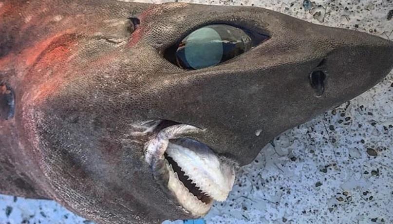 Creatura din adâncurile mării cu ochi bombați și dinți bizari a fost capturată. Ce este fiara marină care a speriat oamenii