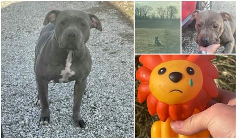 O femeie a găsit un câine abandonat, cu o jucărie lângă el. Ceea ce a urmat a fost neașteptat. Ce a descoperit