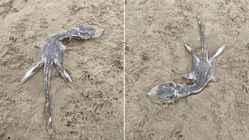Imagini cu o creatură marină au fost distribuite pe Reddit. Vietatea, care are un aspect bizar, a fost adusă de valuri pe o plajă din Marea Britanie și internauții au crezut că este vorba despre un pui de dinozaur.