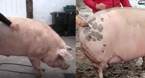 Cum arată cel mai mare porc din România, de 700 de kilograme, Marcel. Cu ce a fost crescut de l-a întrecut pe Jardel