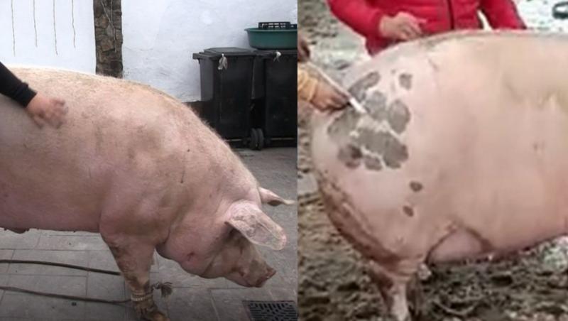Recordul pentru cel mai mare porc crescut la noi în țară a fost înregistrat în curtea unui craiovean. Ștefan Dobre, un inginer agronom de profesie, l-a crescut pe Marcel la propria fermă timp de doi ani.