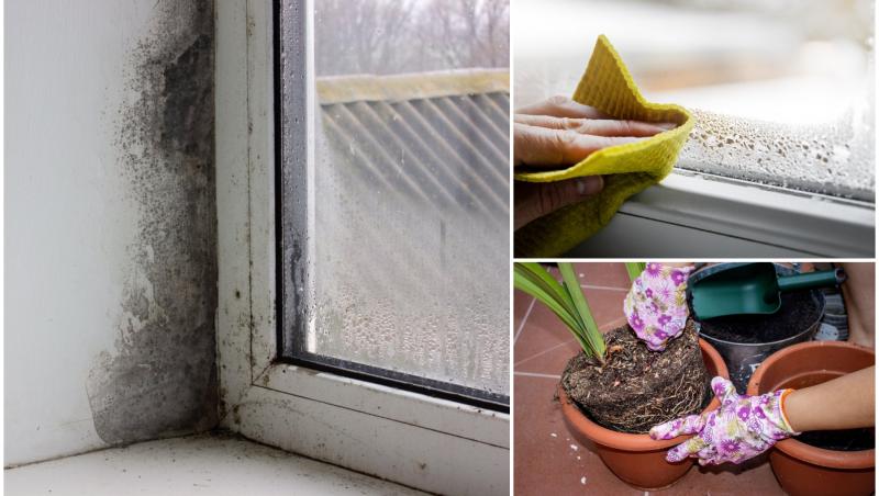 Descoperă ce plante te ajută să scapi de condens și de mucegai