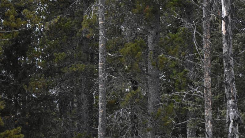 Imaginea cu bufnița din pădure s-a transformat într-o iluzie optică de senzație