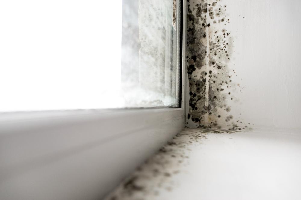 mucegaiul in coltul geamului