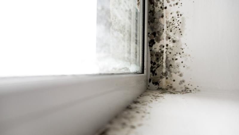mucegaiul in coltul geamului