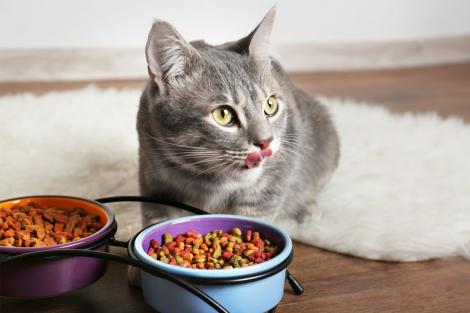 (P) Cum să alegi hrană, precum Royal Canin Sensible, pentru pisica cu stomac sensibil